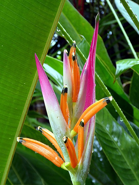 Heliconia, Musacées, Blume, Exotische