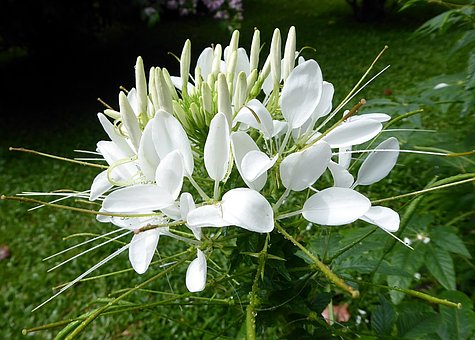 Cleome, Blume, Weiß, Exotische