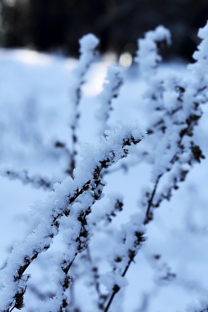 Free Grass Snow photo and picture