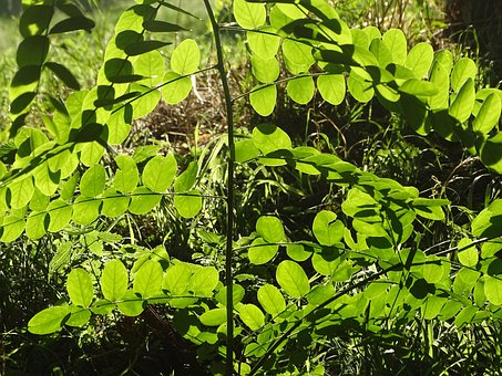 Acacia, Boom, Botanisch, Gebladerte