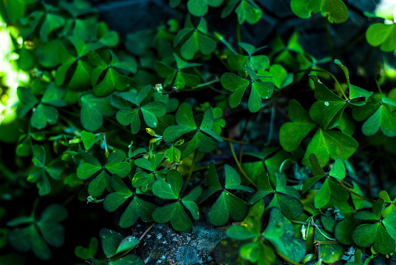 Herb Clover Green Free photo on Pixabay Pixabay