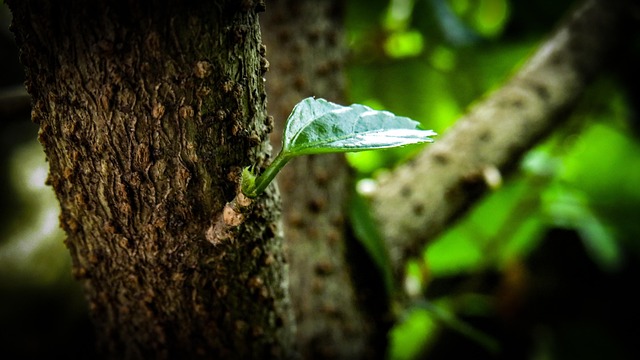 Free Leaf Green photo and picture