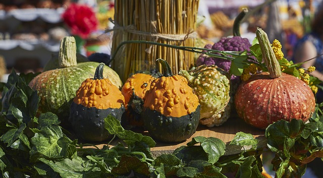 Free Pumpkin Leaves photo and picture