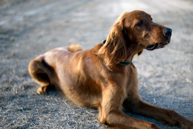 Download free HD stock image of Dog Pet Free Dog Pet photo and picture