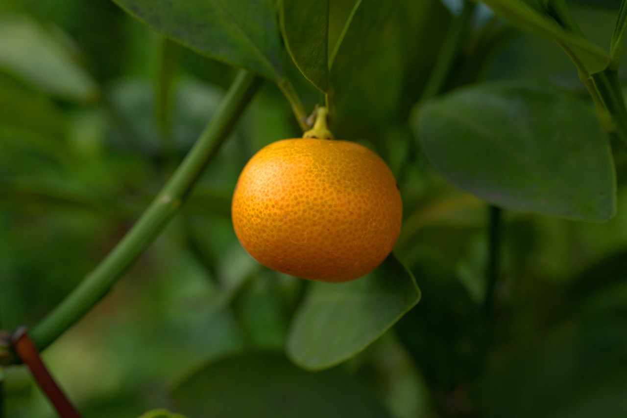 Tangerine Fruit Tree Citrus Free photo on Pixabay Pixabay