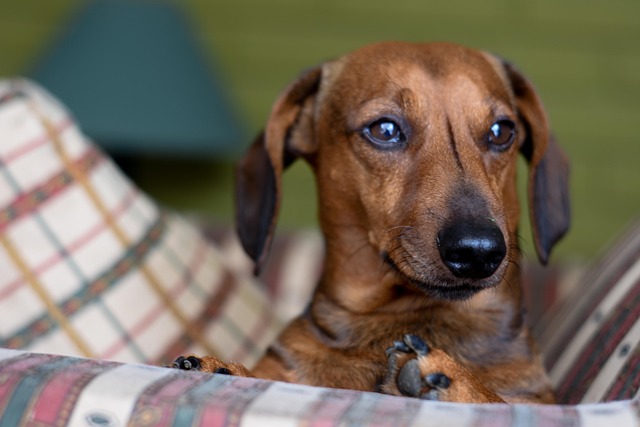 Daschund Bassoto Teckel Sosis Foto Gratis Di Pixabay