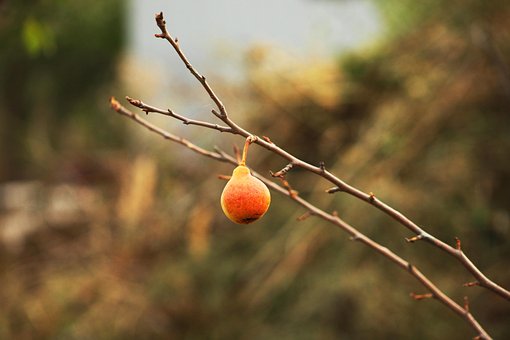 Free Autumn Pear photo and picture