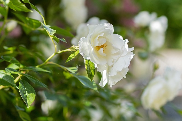 Rosa, Flores Bonitas, Flor, Flor Rosa