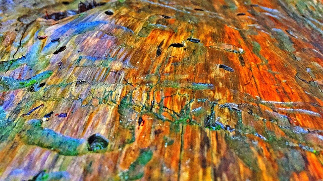 Free Tree Bark photo and picture