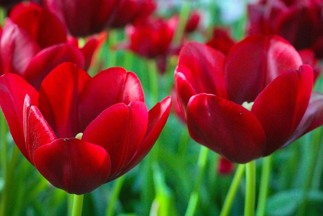 Tulip, Blumentapete, Tupips, Nature