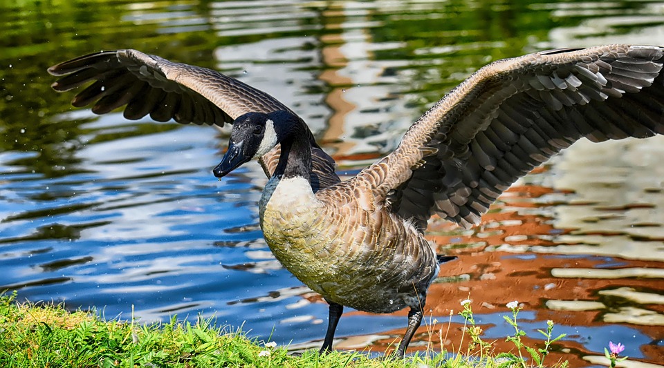 canada goose en francais canada goose en francais