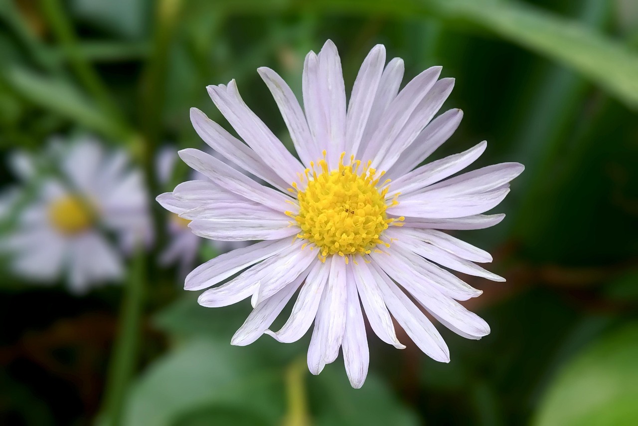 Michaelmas 20+ Free 유럽 Michaelmas 데이지 & Michaelmas Daisy Images - Pixabay