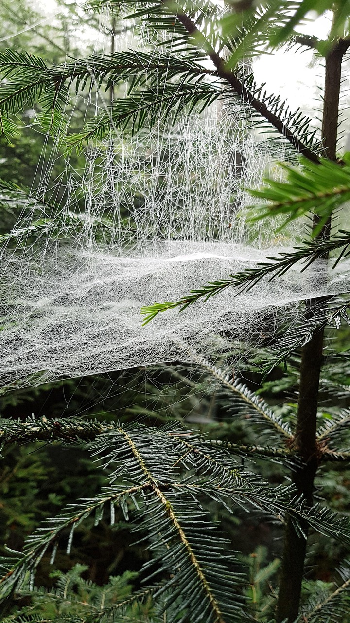 teias-de-aranha-teia-foto-gratuita-no-pixabay-pixabay