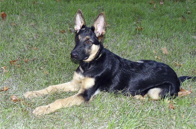 Free Alma German Shepherd photo and picture