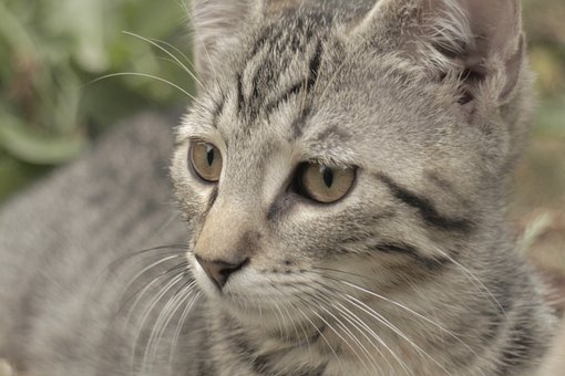 Katze, Junge Katze, Kätzchen, Haustier