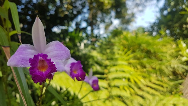 Free Orchids Flower photo and picture