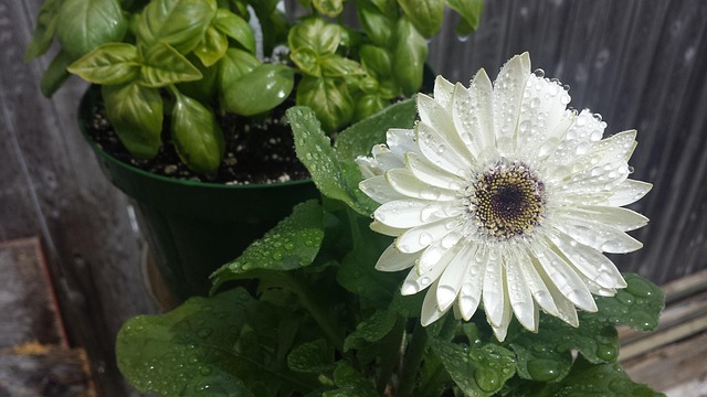 Free Flower Morning photo and picture