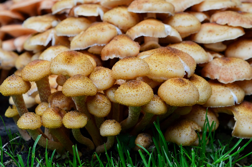 Champiñones Planta Hierba - Foto gratis en Pixabay - Pixabay
