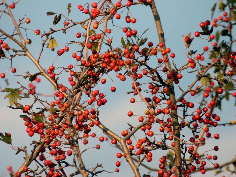 Baies Rouges Sur Vigne Baies Rouge Nature - Photo gratuite sur Pixabay - Pixabay