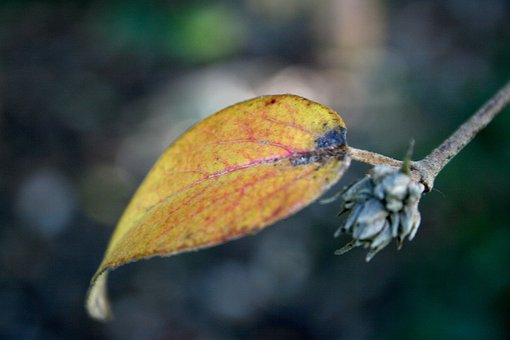 Free Leaves Autumn photo and picture