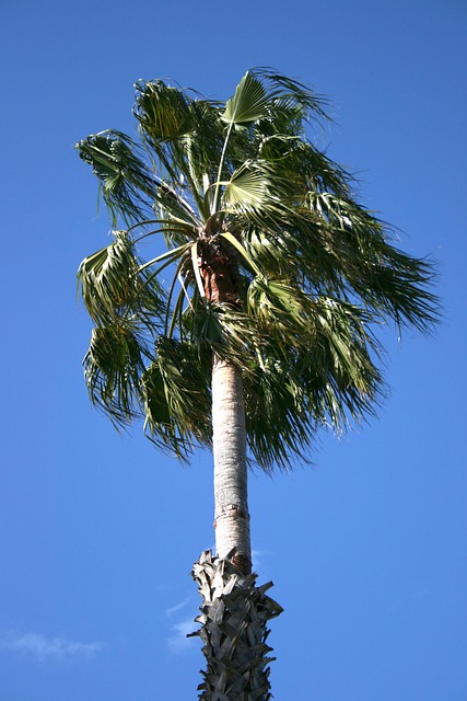 Free Trees Park photo and picture