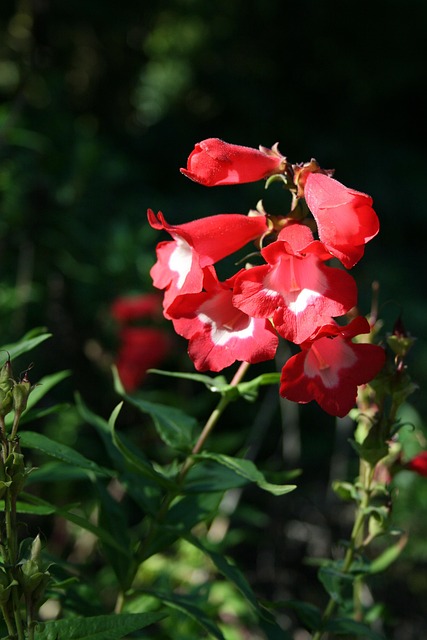 Free Flower Garden photo and picture