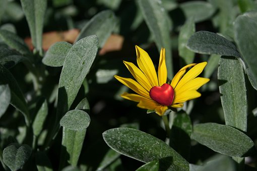 Free Flower Petals photo and picture