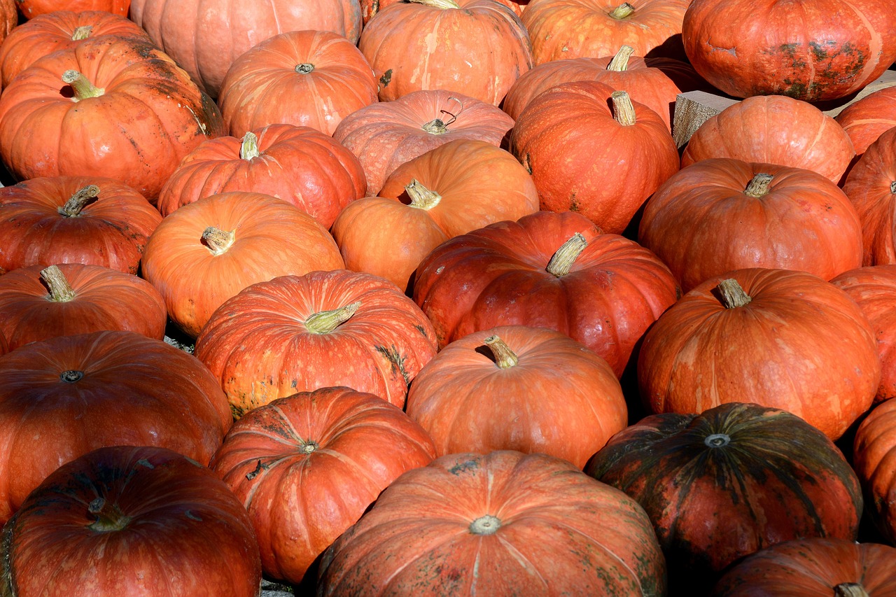 Pumpkin - free online jigsaw puzzle photo