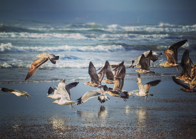 Free Bird Beach photo and picture