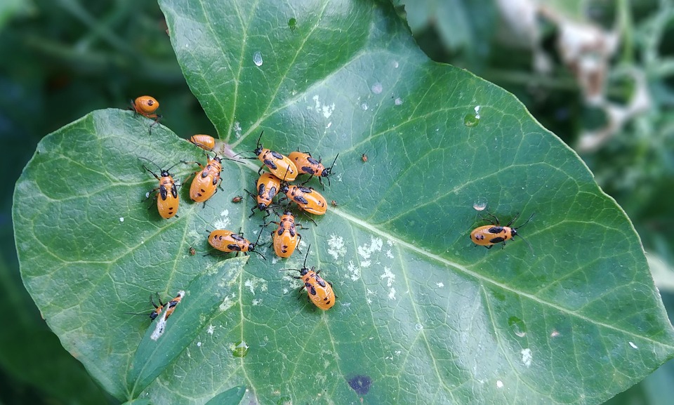 Bug Insects Mites - Free photo on Pixabay - Pixabay