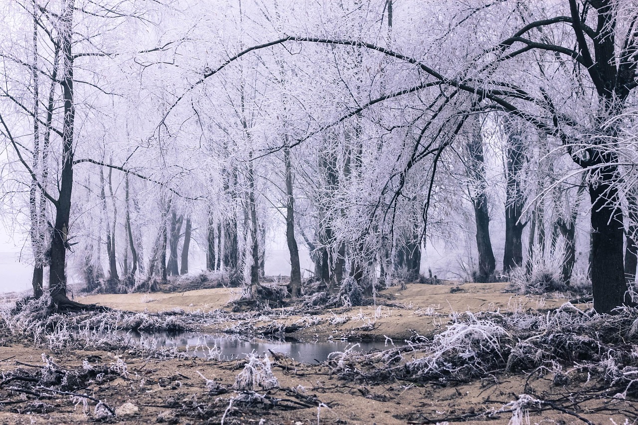 极好的 森林 幻想 - Pixabay上的免费照片 - Pixabay