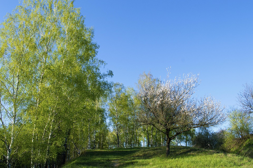 nature-3677313_960_720.jpg