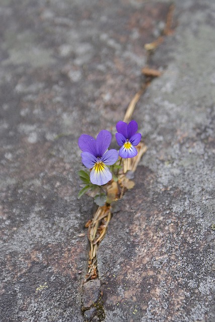 Floare, Supravieţuire, Natura