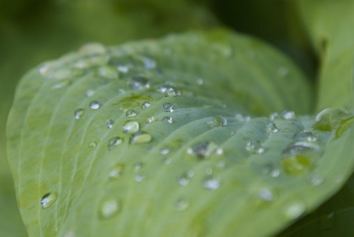 Natura, Rouă, Verde, Picătură De Rouă