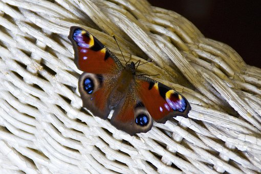 Păun Fluture, Fluture, Natura, Vară