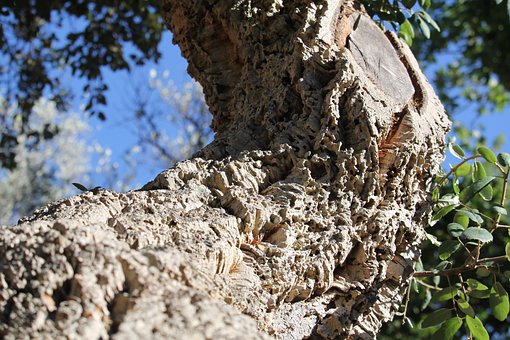 Free Wood Summer photo and picture