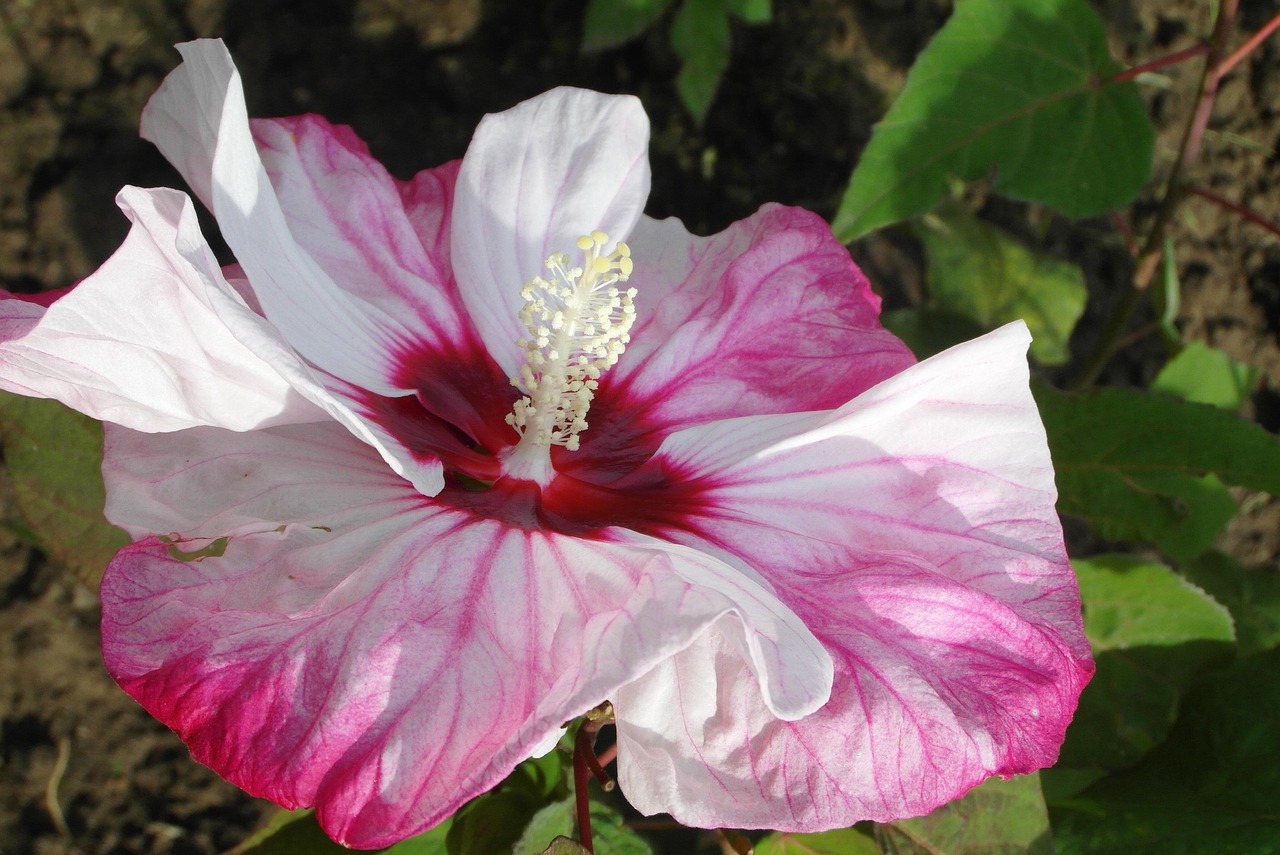 Hibiscus Fleur Jardin - Photo gratuite sur Pixabay - Pixabay
