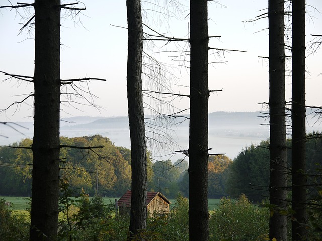 Free Nature Fog photo and picture