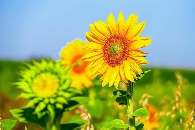 Free Sunflower Nature photo and picture