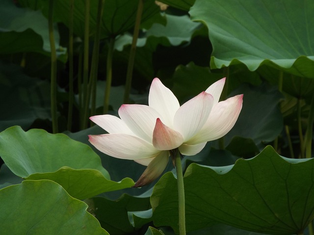 Free Lotus Dragon Boat Festival photo and picture