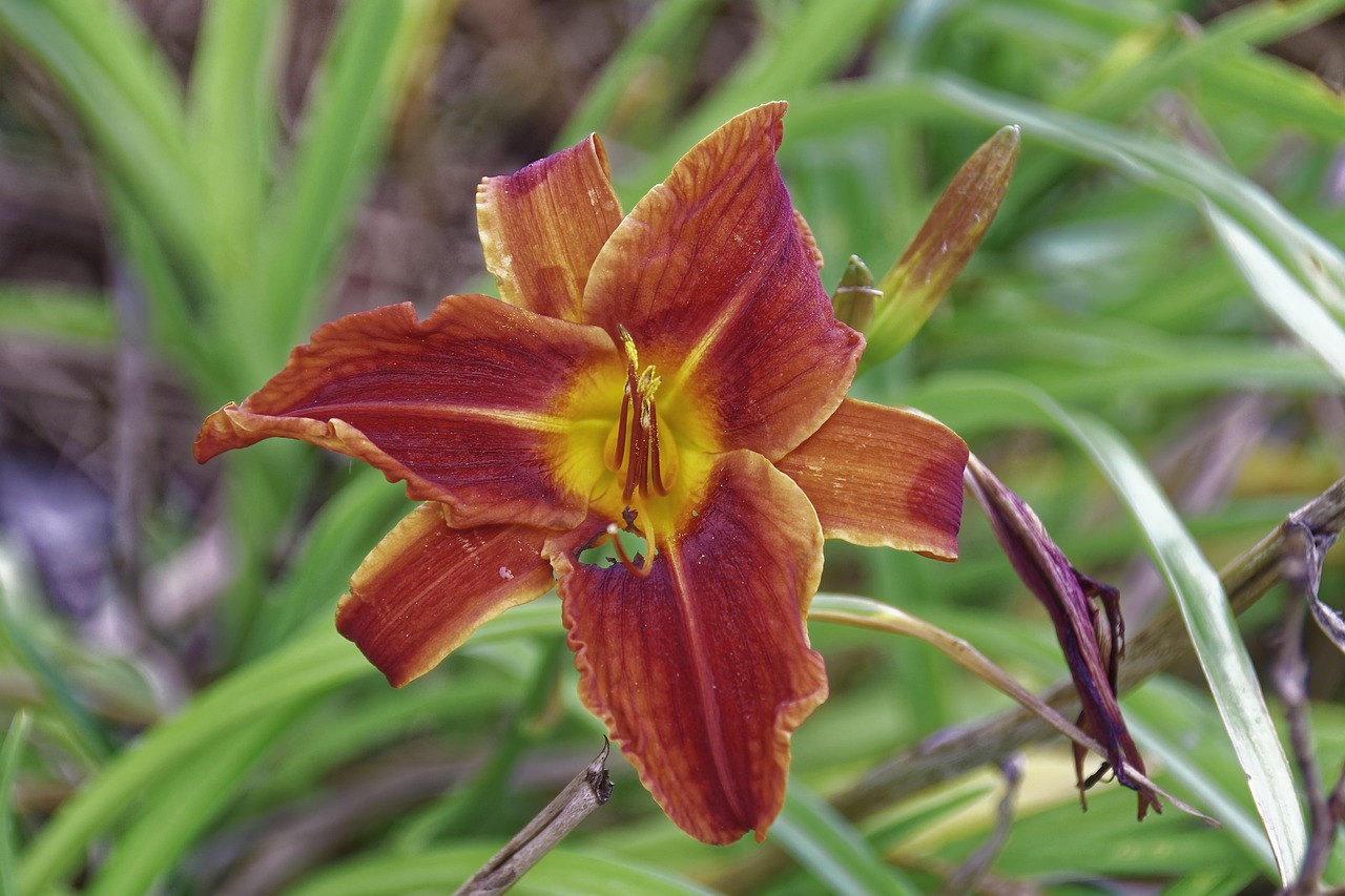 Floreció Flor Planta - Foto gratis en Pixabay - Pixabay