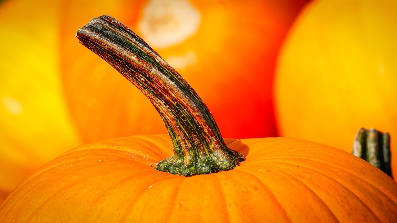 Pumpkin - free online jigsaw puzzle photo