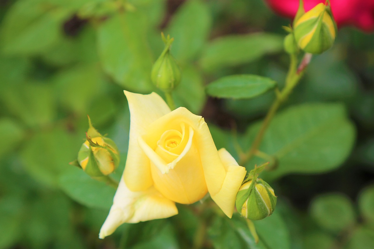 Rose Rasmlari Rose Sarıgül Nature - Free photo on Pixabay - Pixabay