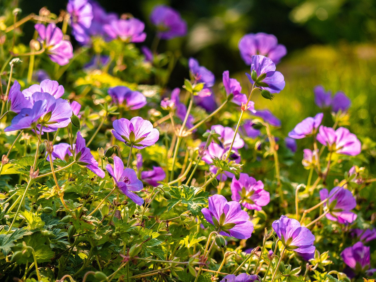花 开花 花园 - Pixabay上的免费照片 - Pixabay