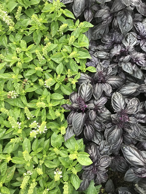 Free Basil Herb photo and picture