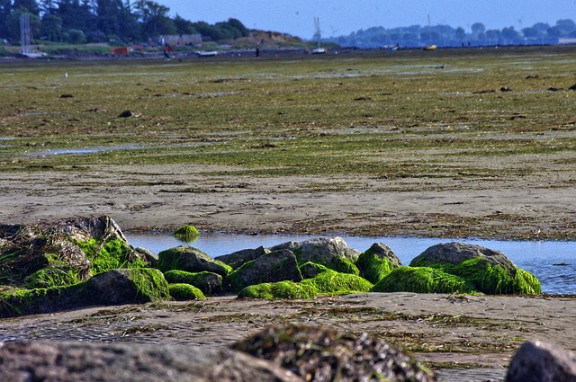 Free Fehmarn Beach photo and picture