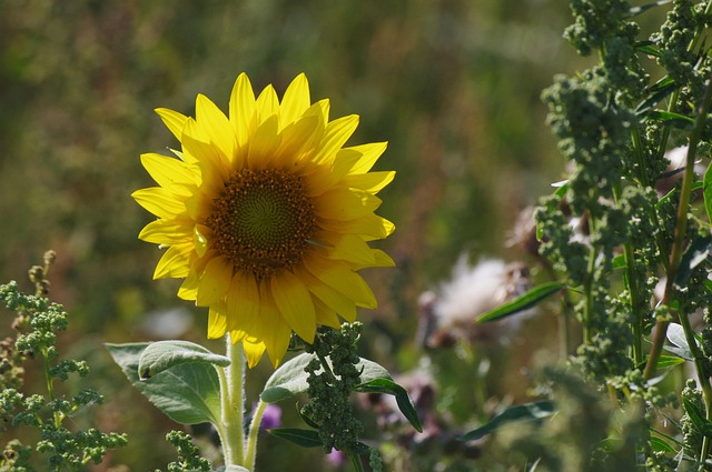 Free Sunflower Flower photo and picture