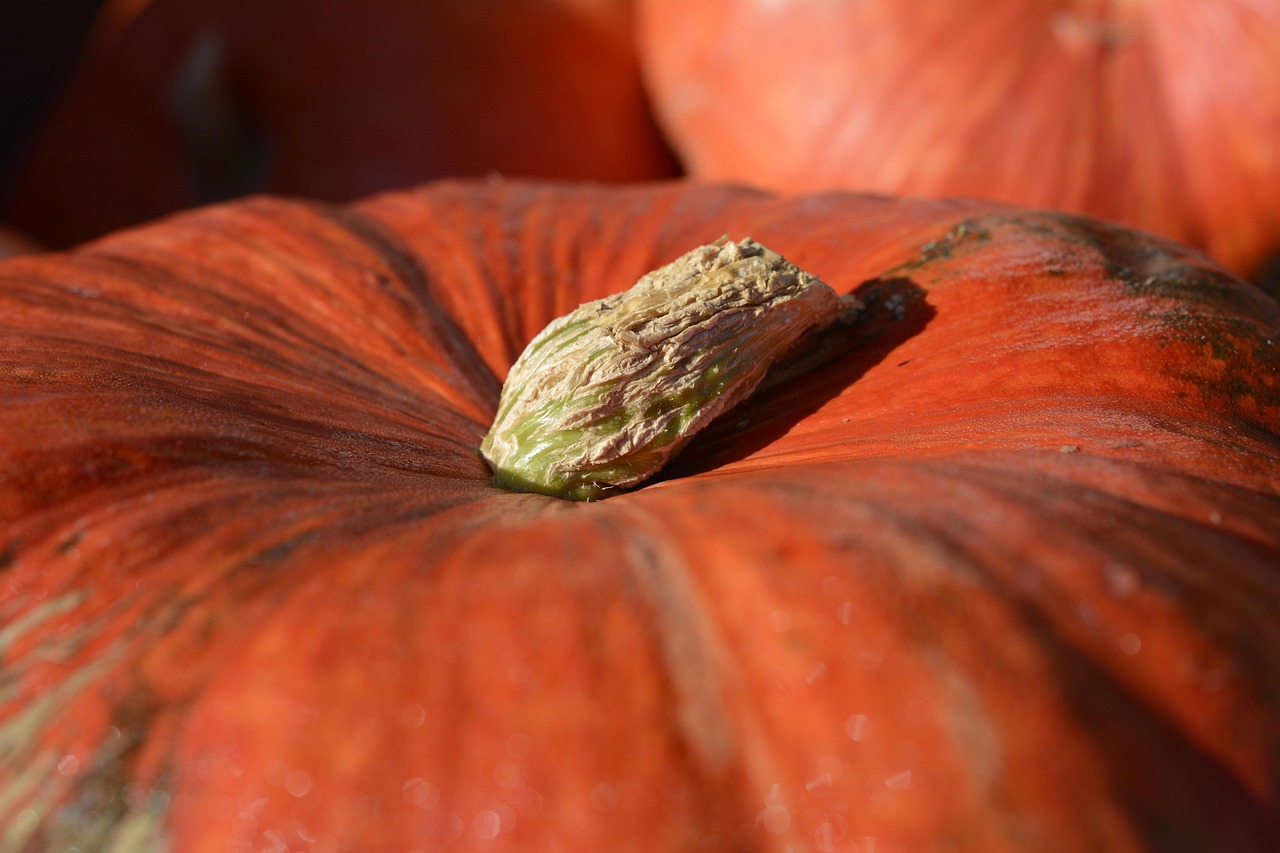 Pumpkin - free online jigsaw puzzle photo