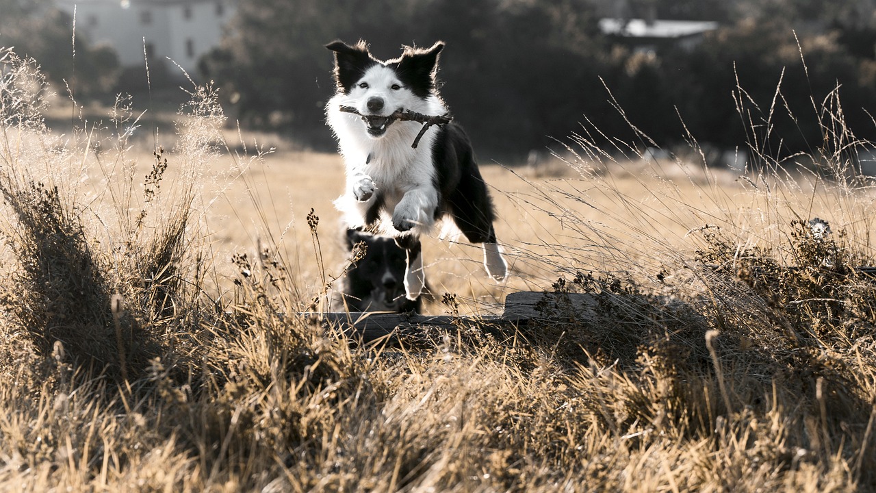 Jumping - free online jigsaw puzzle photo