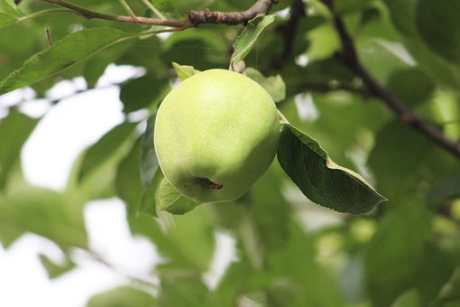 Grüner Apfel, Himalaya-Apple